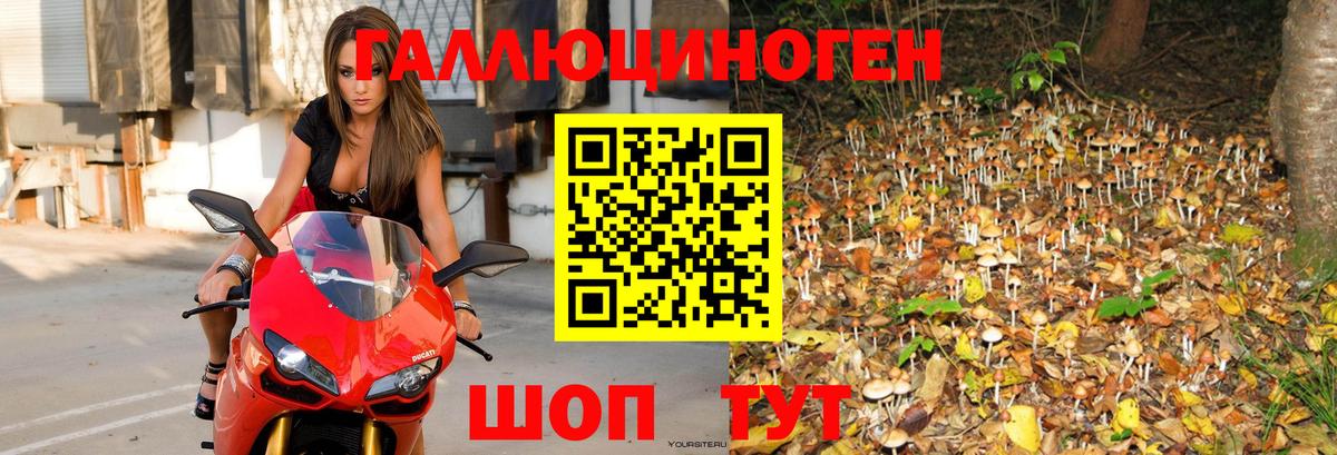Псилоцибиновые грибы Psilocybine cubensis  Вход с VPN  Волхов  где можно купить   Псилоцибиновые грибы GOLDEN TEACHER 